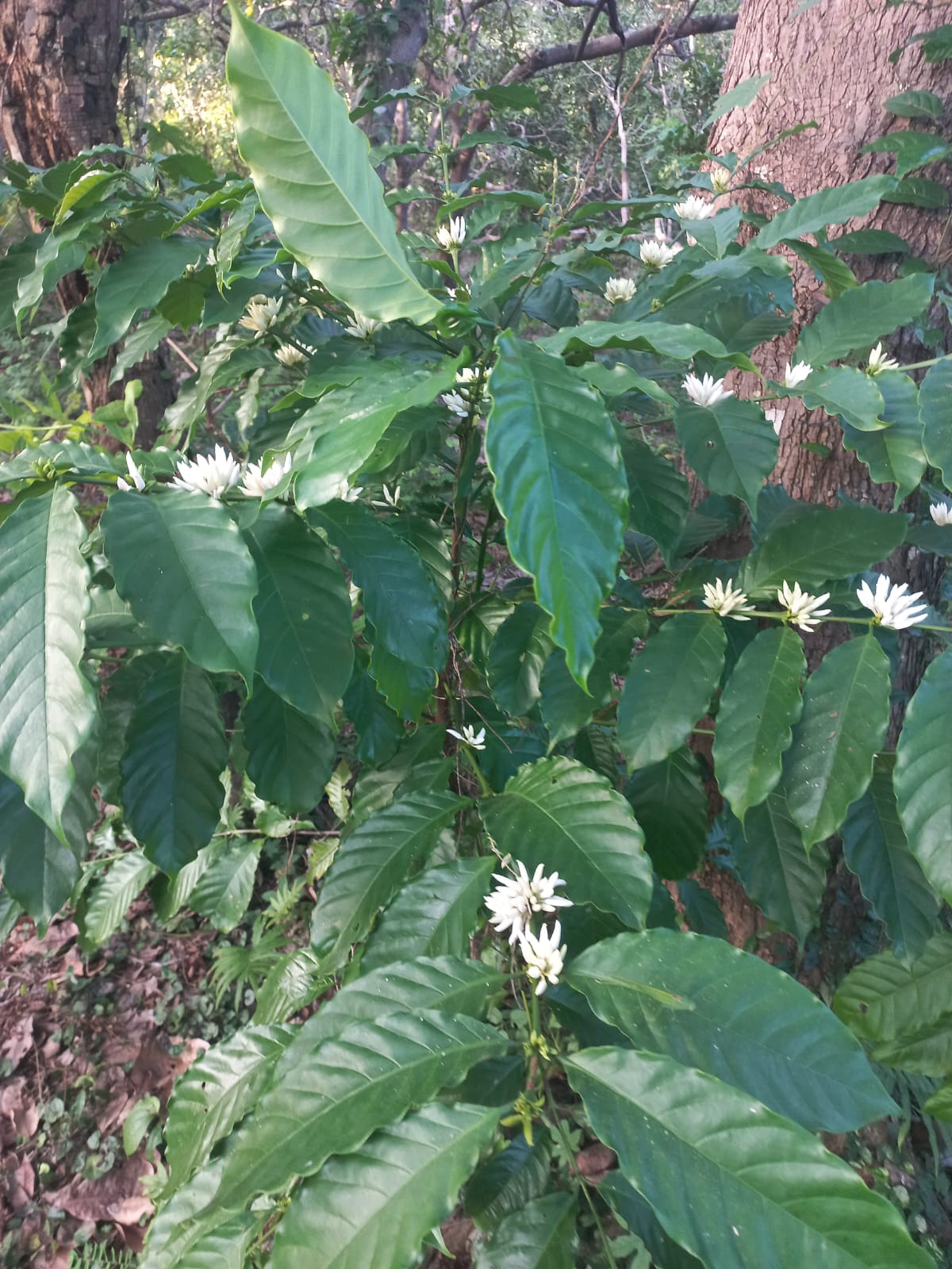 foto bunga kopi