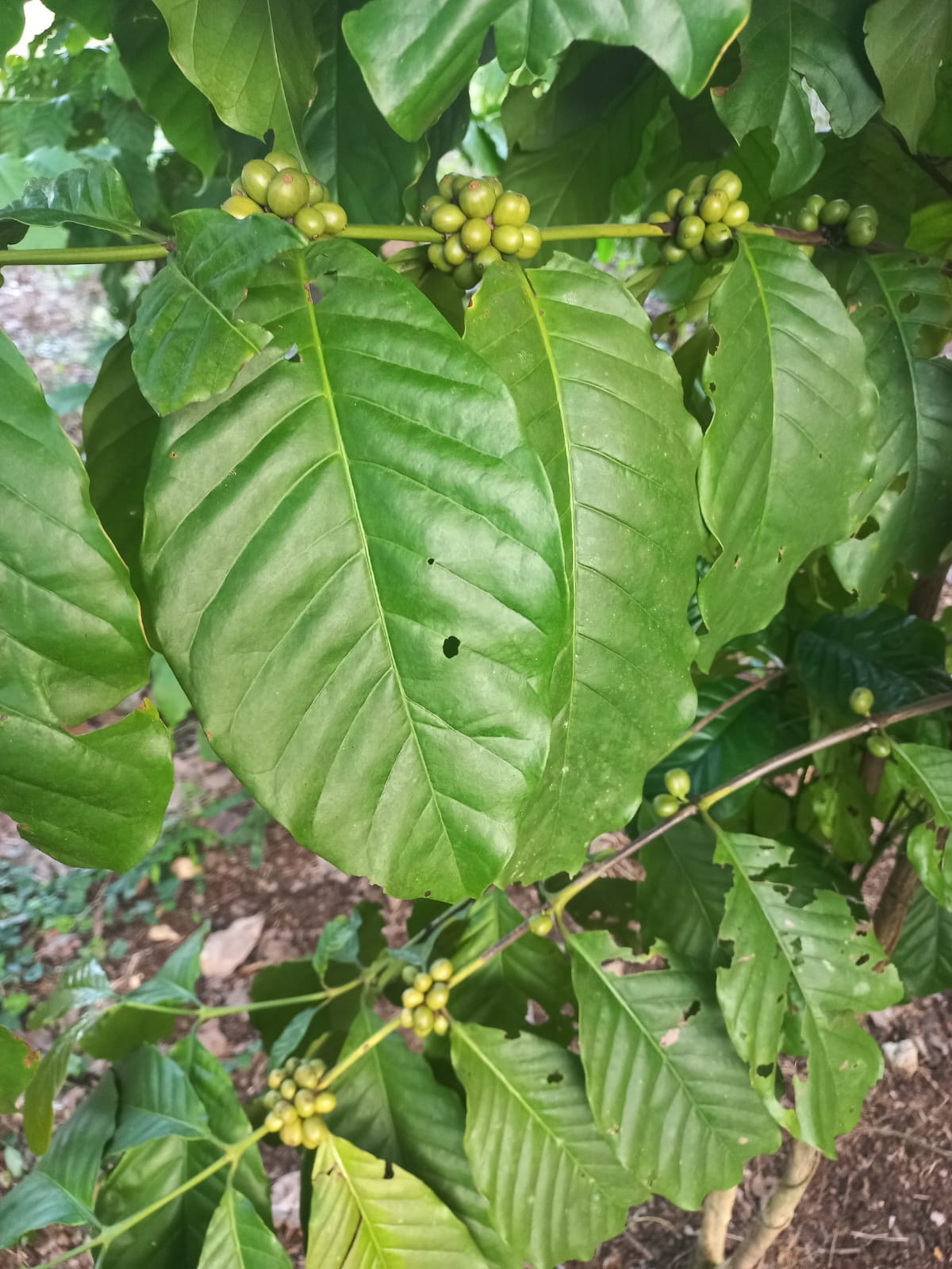 foto buah kopi