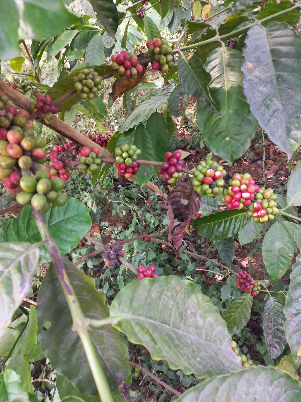 kopi3